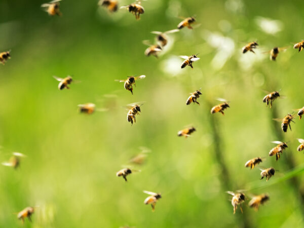 Swarm,Of,Bees,In,Flight,On,A,Nice,Sunny,Day