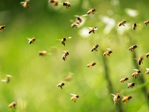 Swarm,Of,Bees,In,Flight,On,A,Nice,Sunny,Day