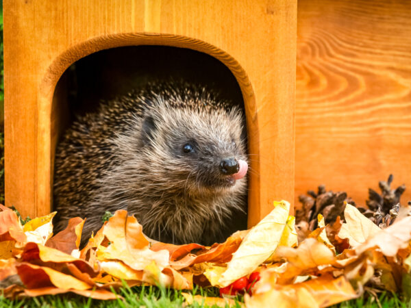 Hedgehog,(scientific,Name:,Erinaceus,Europaeus),With,His,Tongue,Out.,Native,
